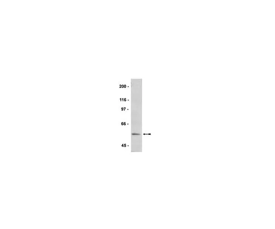 62-8371-97　Anti-phospho-VASP (Ser239), clone 16C2; 100 μg　05-611