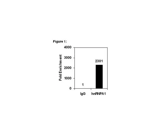 62-8367-53　RIPAb+(TM) hnRNPA1 (M9 Region); 10 assays　03-181
