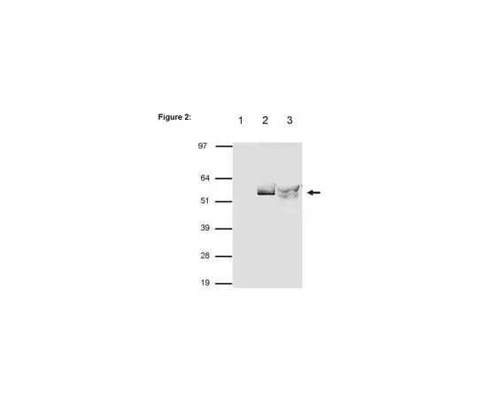 62-8367-45　RIPAb+(TM) p54nrb/NonO; 10 assays　03-113