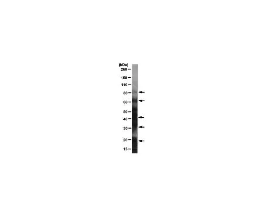 62-8493-42　Anti-DNP, clone 9H8.1; 100 μg　MAB2223
