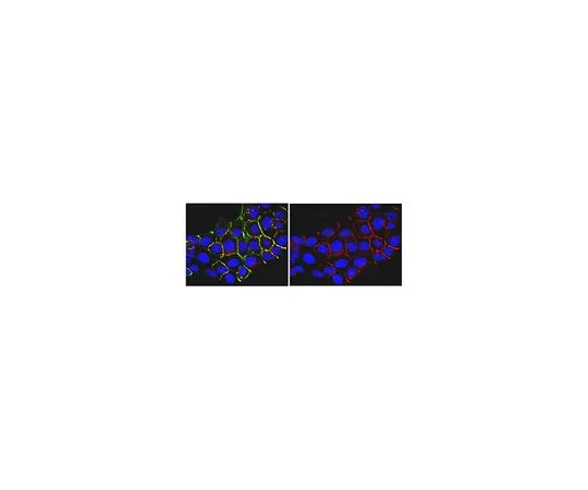 62-8522-25　Anti-Pan-Ras, clone RAS 10; 100 μg　MABS195