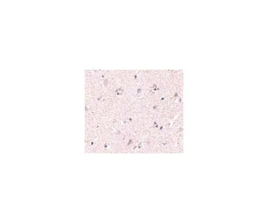 62-8473-72　Anti-NANOS1　ABT337