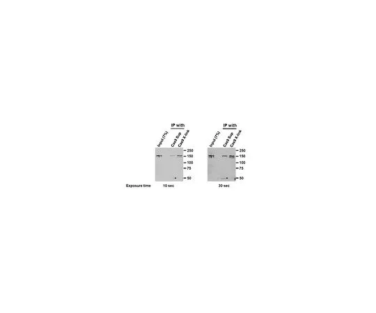 62-8527-39　Anti-Cas9, clone 7A9　MAC133