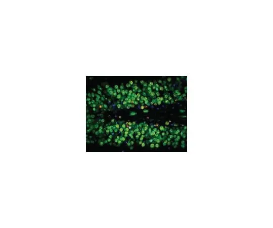 62-8489-21　Anti-NeuN, clone A60, AlexaFluor(R)488 conjugated; 500 μg　MAB377X