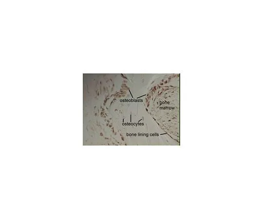 62-8492-79　Anti-Integrin alpha2beta1, clone BHA2.1; 100 μg　MAB1998