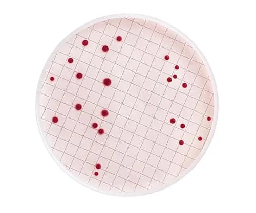 61-0194-32　M-Endo Total Coliform Dehydrated Sc-Cap Bottle 110G 1/Pk 1ST　MB000000E