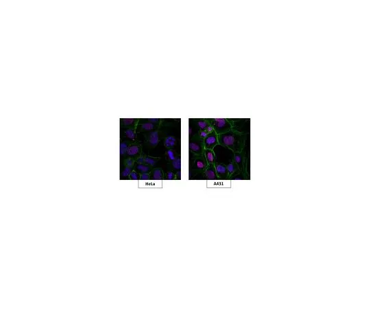 62-8507-61　Anti-N-methylpurine-DNA glycosylase Antibody, clone 9F7.1　MABE928