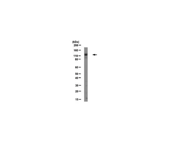62-8492-61　Anti-Integrin Alpha1, Clone FB12, Azide Free; 100 μg　MAB1973Z