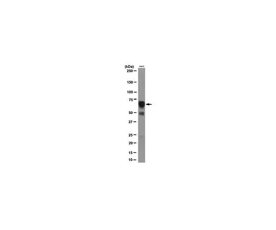62-8505-51　Anti-IGF2BP2, clone 5E10-3E1; 100 μL　MABE232