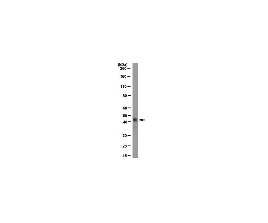 62-8505-14　Anti-MyoD, clone 5F11; 100 μg　MABE132