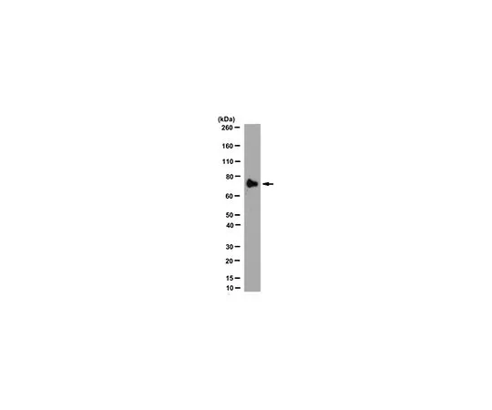 62-8525-85　Anti-MMP-9 (Active), clone 4A3　MABT171