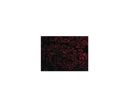 62-8473-66　Anti-Nephrin　ABT331