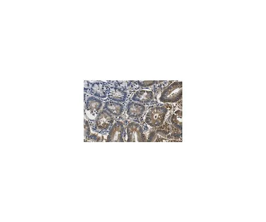 62-8524-35　Anti-O-GlcNAc Antibody, clone RL1　MABS1253