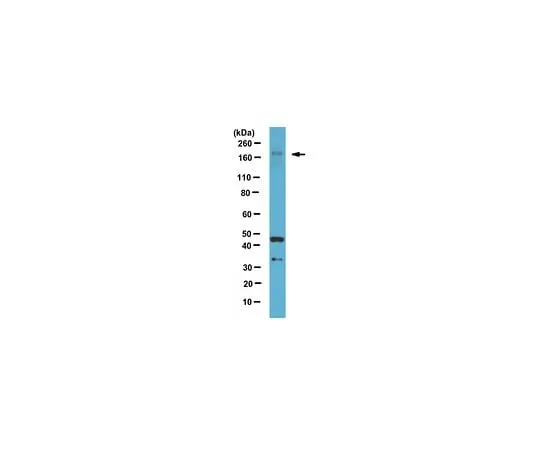 62-8470-41　Anti-LTBP1, hinge region　ABS504