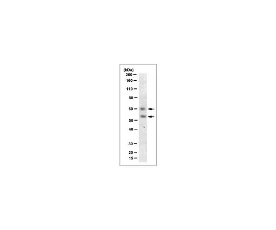 62-8519-98　Anti-Myocilin (NT) Antibody, clone 7.1　MABN866