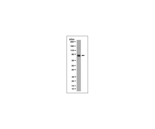 62-8524-12　Anti-Fibulin-1 Antibody, clone 3D12.1　MABS1217