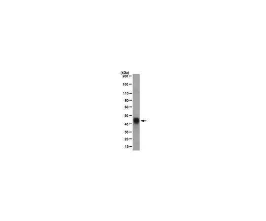 62-8527-32　Anti-GST・Tag(TM) fusion protein; 50 μg　MAC111