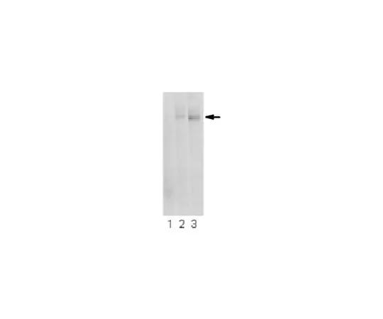 62-8524-34　Anti-Polycystin-1 Antibody, clone E4 (5F4D2)　MABS1252