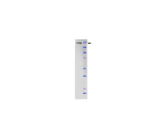 62-8526-96　Anti-Myosin-3 (MYH3) Antibody, clone BF-G6　MABT818