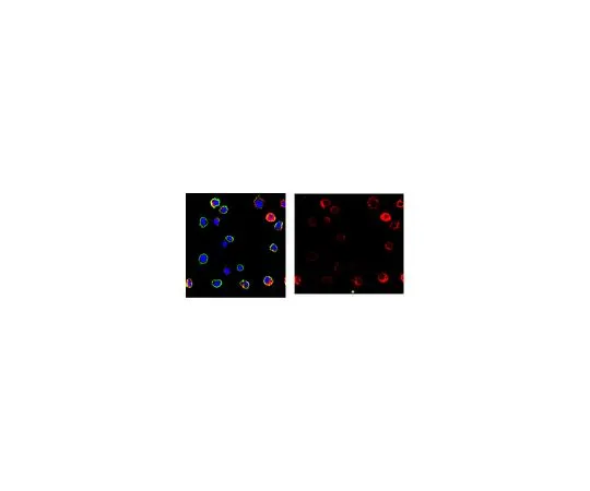 62-8527-31　Anti-Cathepsin G Antibody, clone AHN-11, Ascites Free　MABT1240