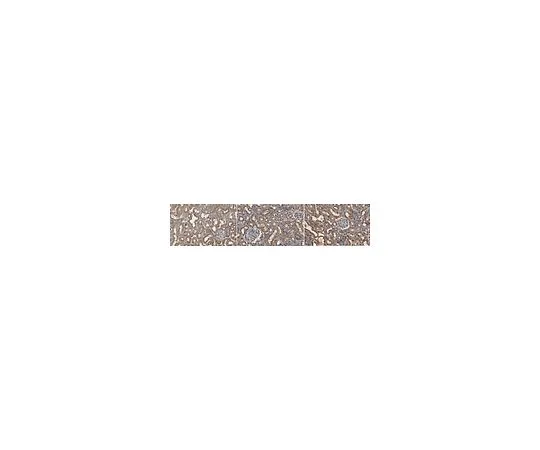 62-8521-46　Anti-AGE Antibody, Methylglyoxal Antibody, clone 3D11　MABN1838