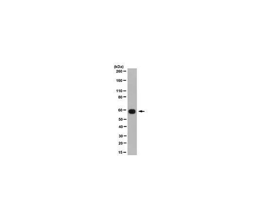 62-8524-30　Anti-PPIase FKBP4 Antibody, clone KN382/EC1　MABS1248