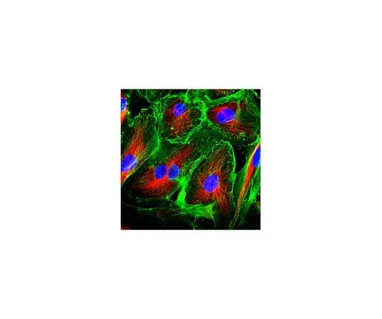 62-8491-97　Anti-alpha-Tubulin Antibody, tyrosinated, clone YL1/2　MAB1864-I