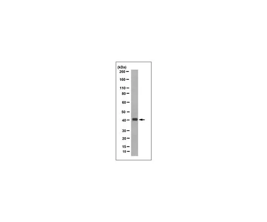 62-8521-03　Anti-Olfactory Receptor 10G4 Antibody, clone 6C11.1　MABN1597