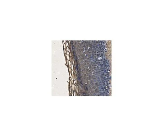 62-8473-38　Anti-Biglycan Antibody　ABT271