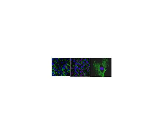 62-8507-98　Anti-MSL-2 Antibody, clone 10C3.1　MABE990