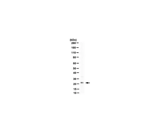 62-8508-66　Anti-ING4 Antibody, clone BTIM-4　MABE1156