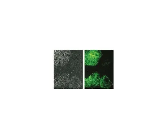 62-8496-62　Anti-TRA-1-60, clone TRA-1-60; 100 μg　MAB4360