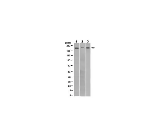 62-8508-70　Anti-ZCCHC11 (TUT4) Antibody, clone 9F6.1　MABE1526