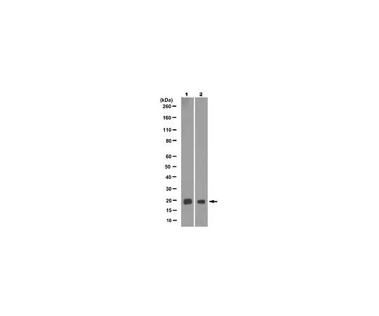 62-8503-94　Anti-CIRP (CIRBP) Antibody, clone 6C7.1　MABC1207