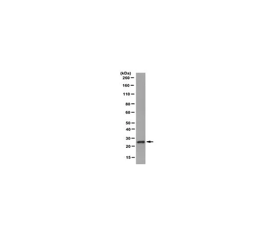 62-8517-71　Anti-Sigma IR Antibody, clone ICR-SIG1R-A, Cat No. MABN390　MABN390