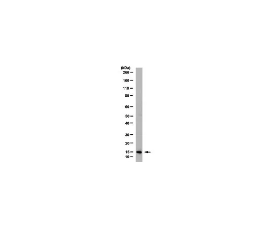 62-8508-69　Anti-INK4a (p16) Antibody, clone 13H4.1　MABE1328