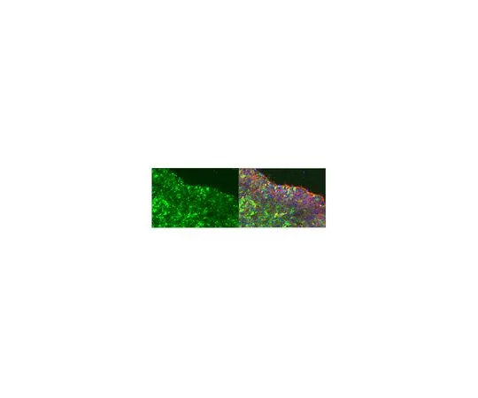 62-8504-64　Anti-Podocalyxin, clone R-10G, under sulfated　MABD151