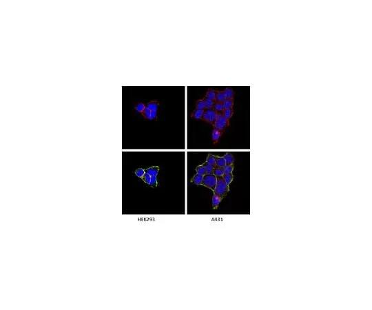 62-8492-60　Anti-Integrin alpha1, clone FB12; 100 μg　MAB1973