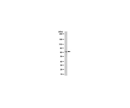 62-8501-88　Anti-BAG3, clone AC-1　MABC282