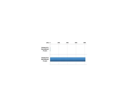 62-8507-18　Anti-Histone H3.3 Antibody, clone RM190　MABE649