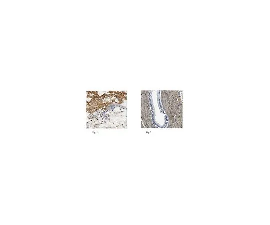 62-8500-80　Anti-Fibronectin (Cell Attachment Fragment),clone 3E3,Asc&AzFree　MAB88916-C