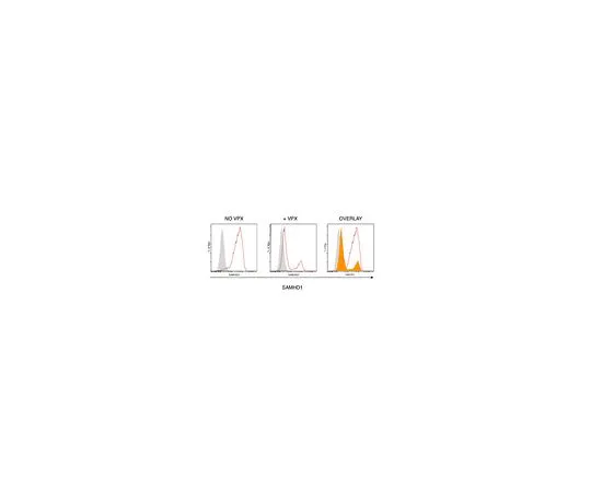 62-8513-03　Anti-SAMHD1 Antibody, clone I19-18　MABF933