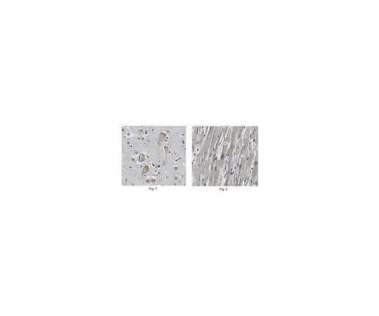 62-8517-02　Anti-DENR, clone 10D9.1　MABN226