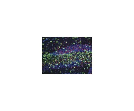 62-8488-98　Anti-Nestin, clone rat-401 ; 100 μg　MAB353