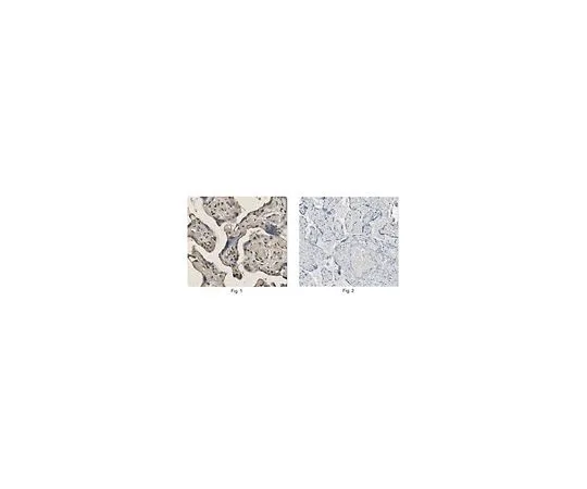 62-8517-48　Anti-HAND2 Antibody, Clone 7D4.1　MABN355