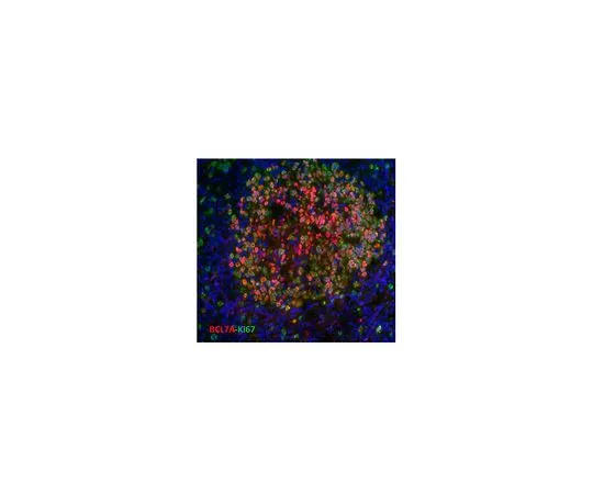 62-8502-07　Anti-BCL7A, clone 15C　MABC523