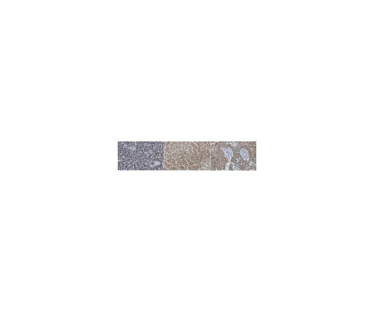 62-8526-89　Anti-N-cadherin Antibody, clone 6A9.2　MABT530