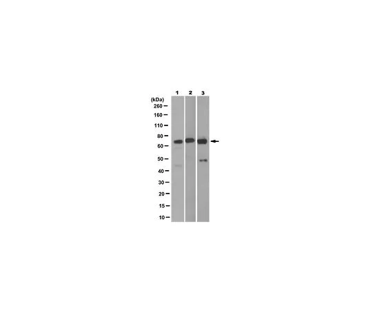 62-8523-95　Anti-LNK/SH2B3 Antibody, clone 13F1.2　MABS1178