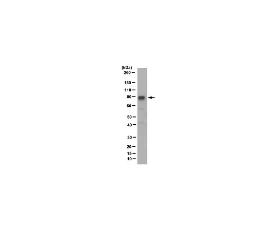 62-8508-71　Anti-BRD7 Antibody, clone BRM 2D3　MABE1529