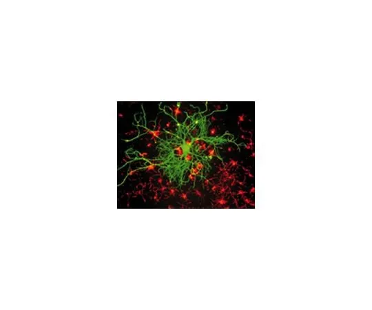 62-8491-49　Anti-Neurofilament 70 kDa, clone DA2; 300 μL　MAB1615